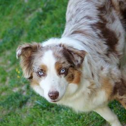 Missy  - Australian Shepherd