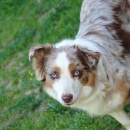 Missy  - Australian Shepherd