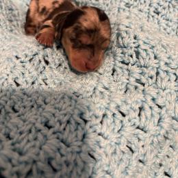 Boy 1 - Dapple male Dachshund puppy in Columbiana, Alabama from Tonya's Dachshunds