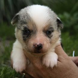 E36 - Blue female Companion Cross puppy in Fairview, South Dakota from Dakota Toy Aussies