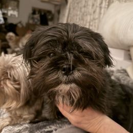 Jack Jack - Shih Tzu