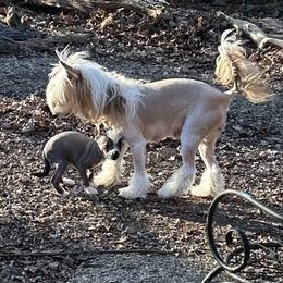 Chihuahua and Chinese Crested Puppies from Western Kentucky Chihuahua’s and Chinese Crested’s