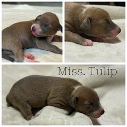Miss. Tulip - Blue fawn female Italian Greyhound puppy in Texas from Italian Greyhounds of Frisco