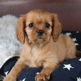 AKC Bree - Ruby female Cavalier King Charles Spaniel puppy in Albany, Indiana from Hatz Off Puppies