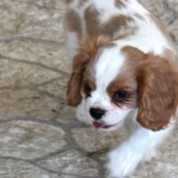 Lincoln - Blenheim male Cavalier King Charles Spaniel puppy in Melbourne, Florida from Majestic Cavaliers of Melbourne FL