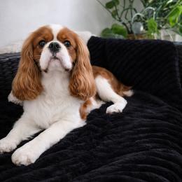 Butch - Cavalier King Charles Spaniel