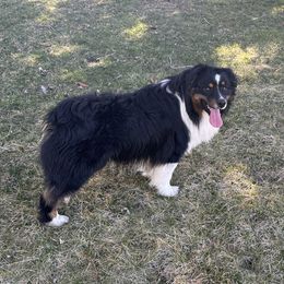 BO - Australian Shepherd