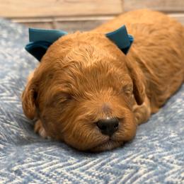 Red - Apricot male Goldendoodle puppy in Herriman, Utah from Rose Canyon Doodles