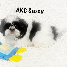 AKC little Sassy - Black and white female Shih Tzu puppy in Greenville, South Carolina from Babyface Shih Tzu