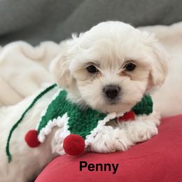 Penny - White female Coton de Tulear puppy in Ludington, Michigan from Cotten's Sunset Kennels