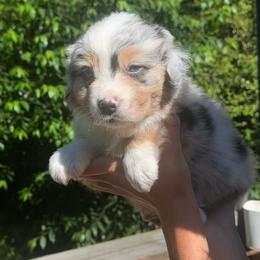 Peter - Blue merle male Australian Shepherd puppy in Mckenzie, Tennessee from Whispering Iris Aussies
