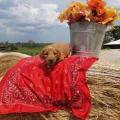 Aussiedoodle, Labrador Retriever, Labradoodle, and German Shorthaired Pointer Puppies from Cherokee Rose kennels