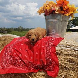 Aussiedoodle, Labrador Retriever, Labradoodle, and German Shorthaired Pointer Puppies from Cherokee Rose kennels
