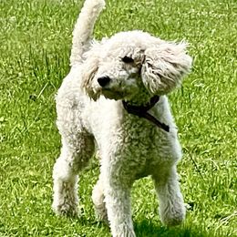 Booty - Poodle