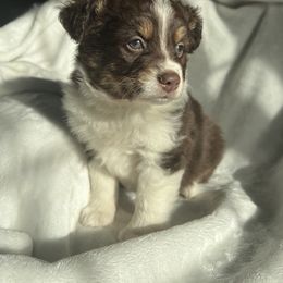 Miniature Australian Shepherd Puppies from Amberwood DD Aussies