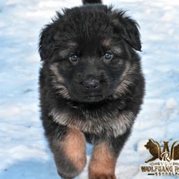 German Shepherd Puppies from Vom Wolfgang Roma Kennels