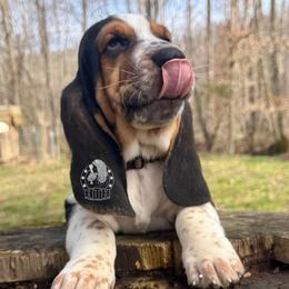 Be Mine - Black white and brown male Basset Hound puppy in Dingess, West Virginia from Tuckers' Howling Hounds