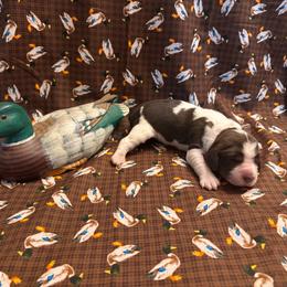 Mabel - Tri-Roan female English Springer Spaniel puppy in Braidwood, Illinois from A & R Springers