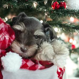 Miniature Schnauzer Puppies from A.R Miniature Schnauzers