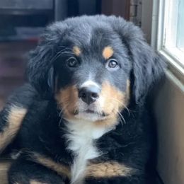Bernese Mountain Dogs from Michetti’s Mountain Dogs