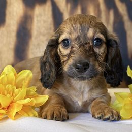 Sookie - Red female Dachshund puppy in Dothan, Alabama from Little House Pups