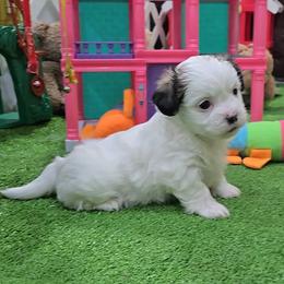 Rocky - Brindle and white male Mal-Shi puppy in Aurora, Missouri from KnJ Precious Paws LLC