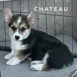 Chateau - Black and tan female Pembroke Welsh Corgi puppy in Vernal, Utah from Bingo's Kennel