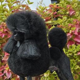 Delta - Poodle