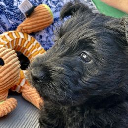 Scottish Terriers from Kingsdale Scottish Terriers