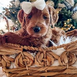 Jovie - Red  female Goldendoodle puppy in Provo, Utah from GoldenDoodle Express