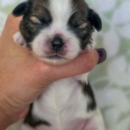 BlueBerry - Royal Blue Collar - Liver and white male Shih Tzu puppy in Troy, Ohio from Oodles of Doodles