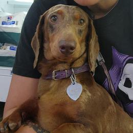 Stormie - Dachshund