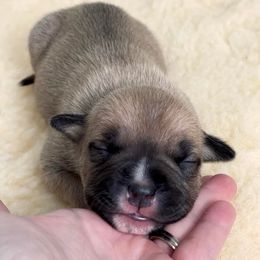 American Staffordshire Terrier Puppies from Alpenglow Amstaffs
