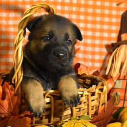 Sable Boy - Sable male German Shepherd puppy in Oxford, Arkansas from Atlas Shepherds