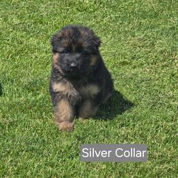 Silver Collar - Black and red female German Shepherd puppy in Sumner, Iowa from Vom Wilke Kennels