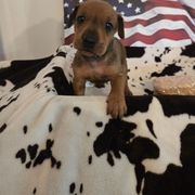 Brody- Red M - Red male German Pinscher puppy in Chatham, Virginia from Wild Mountain Haven K9