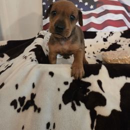 Brody- Red M - Red male German Pinscher puppy in Chatham, Virginia from Wild Mountain Haven K9