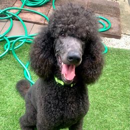 Riot - Poodle