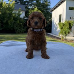Lavender - Red  female Goldendoodle puppy in Citrus Heights, California from Tanya's Goldendoodles