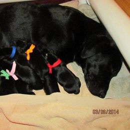 Labrador Retriever Puppies from Harvest Moon Farm