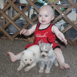 Pomsky Puppies from Mischa Nelson