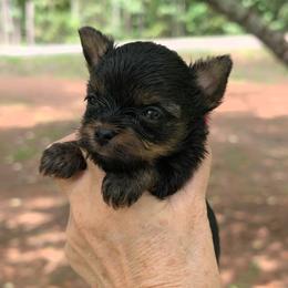 Pebbles - Black and tan female Yorkshire Terrier puppy in Gaylesville, Alabama from Sweet Alabama Yorkies