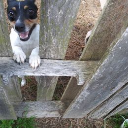 Diva - Teddy Roosevelt Terrier