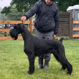 Giant Schnauzer All Grown Up from Hearthmore Giant Schnauzers