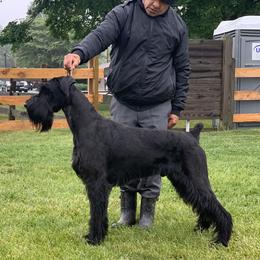 Giant Schnauzer All Grown Up from Hearthmore Giant Schnauzers