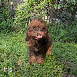 Iris - Brown and tan female Cockapoo puppy in Sunset, Louisiana from Cano Cockapoos