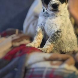 Boy 1 - Blue male Australian Cattle Dog puppy in Monroe, North Carolina from Creek View Cattle Dogs
