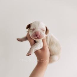 Green boy - Caramel cream male Australian Labradoodle puppy in Syracuse, Indiana from The Doodle Cove