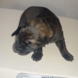 Raine - Sable female German Shepherd puppy in Winterport, Maine from Vom Stevens Old Fashioned German Shepherds