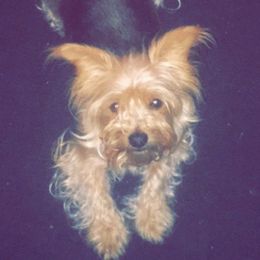 Yorkshire Terriers from Hudson Howls